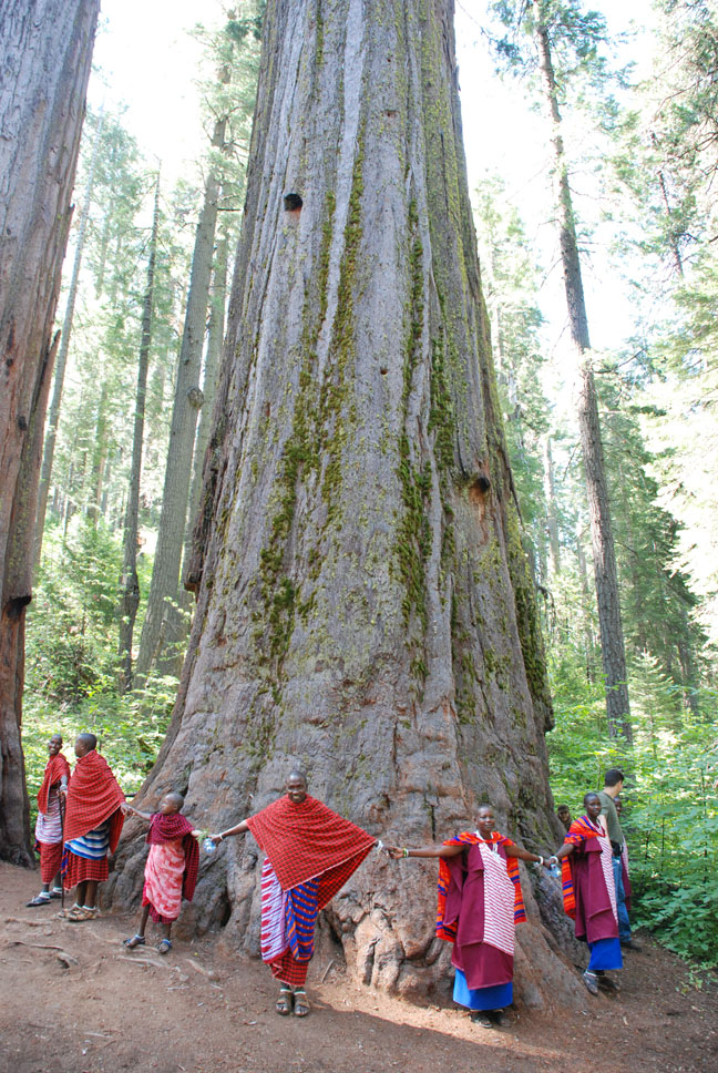 This is a Big Tree!