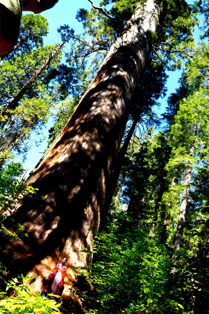 One of the highlights of Natapoaki's trip to California was seeing these BIG trees!