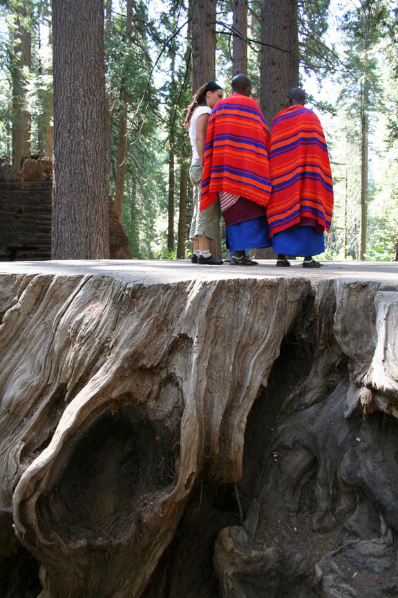 standing on a tree stump