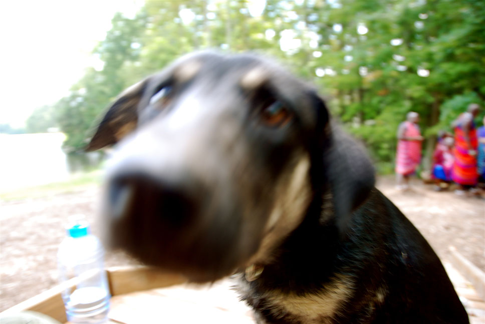 bad dog picture that i like