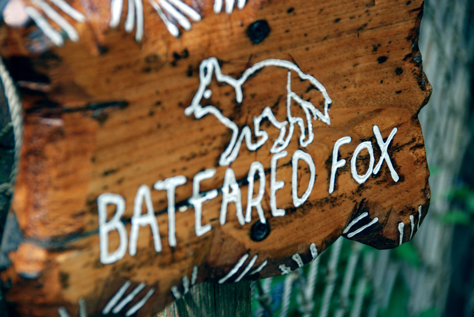 bateared fox
