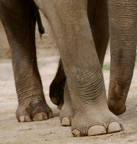 elephant feet