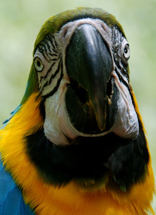 parrot closeup