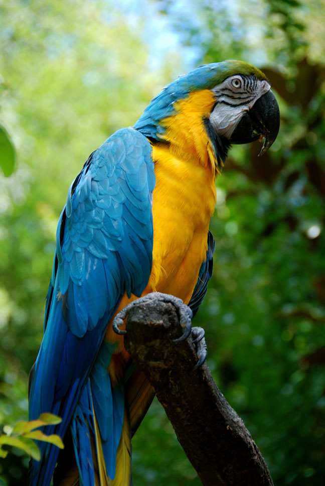 parrot side