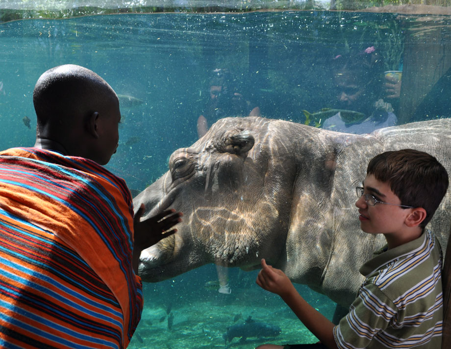 sifa speaking hippo