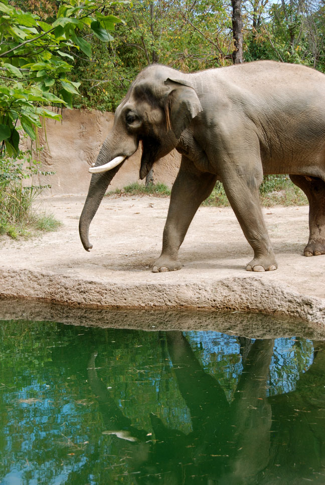 tembo and reflection